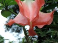Blooming Brugmansia versicolor, also known as angelÃ¢â¬â¢s trumpets